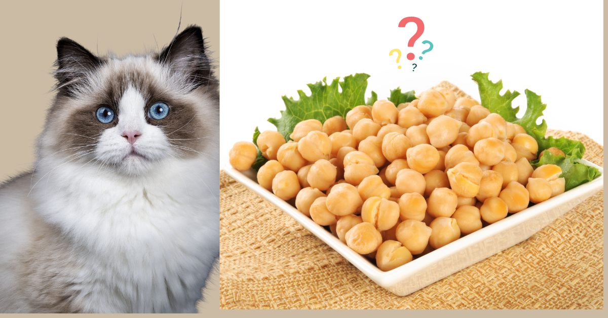 Can cats eat garbanzo beans