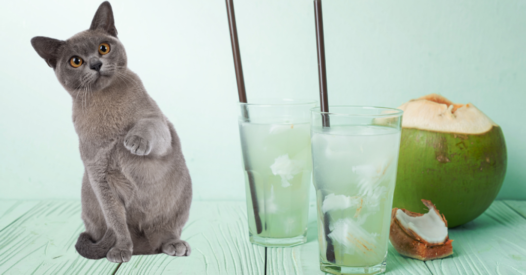 can cats drink coconut water