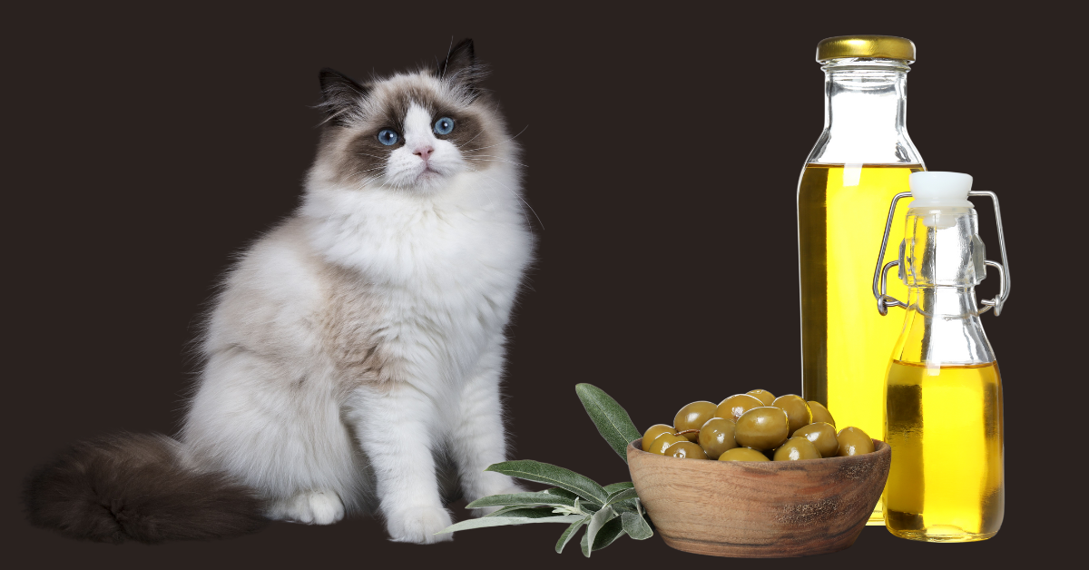 can cats eat olive oil