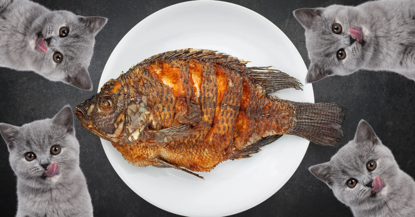 Can cats eat tilapia 