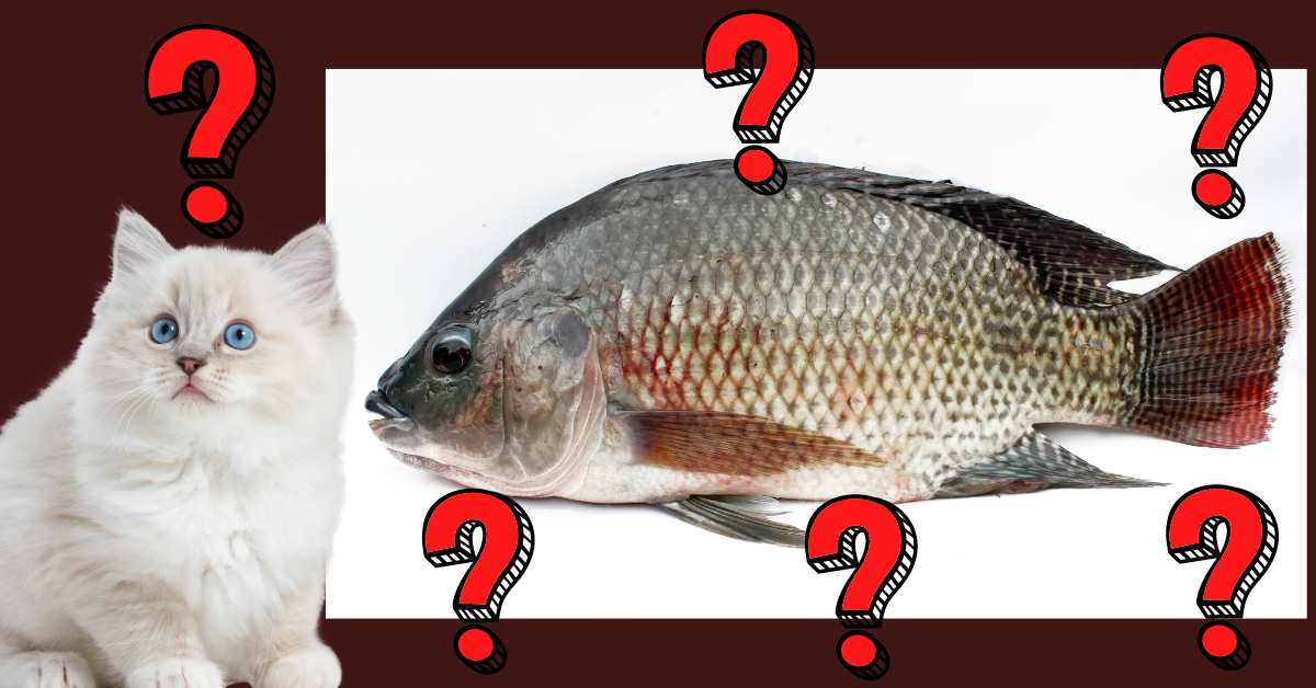 Can cats eat tilapia