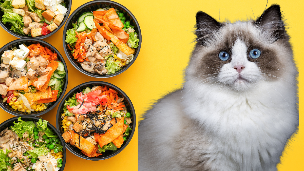 what can ragdoll cats eat