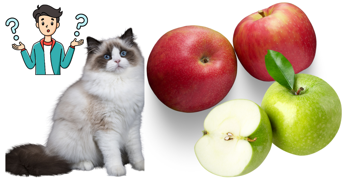 can cats eat apples