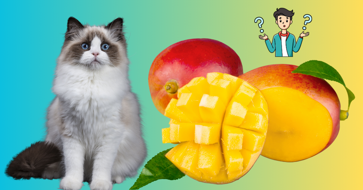 Can Cats Eat Mango? A Comprehensive Guide